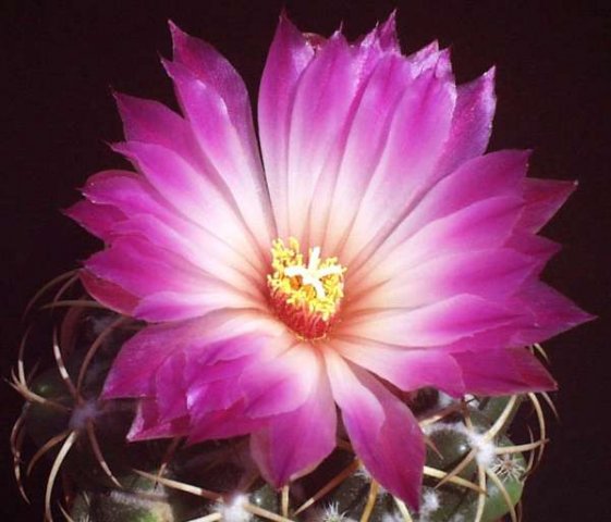 coryhantha_elephantides