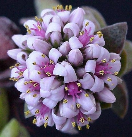 crassula