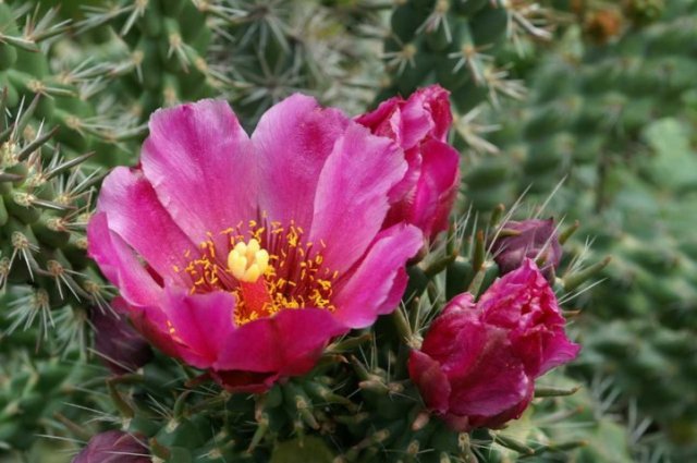 cylindropuntia