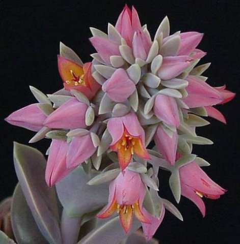 echeveria_metallica