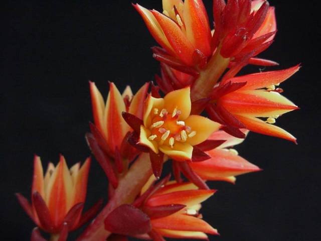 echeveria_multicaulis
