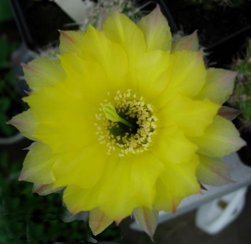 echinopsis_celia