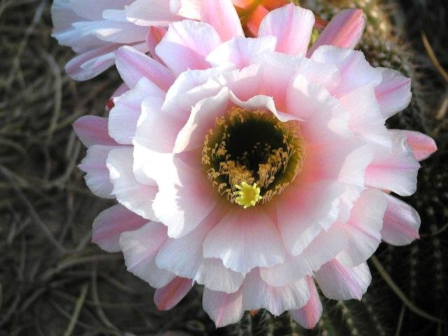 tricocereus_hybrid_Pleiades