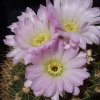 Acanthocalycium_violaceum