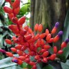 Aechmea_fulgens