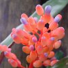 Aechmea_miniata_1