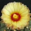 Astrophytum_asterias