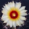 Astrophytum_capricorne
