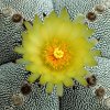 Astrophytum_x_onzuka