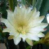 Cereus