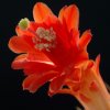 Cleistocactus_Loxanthocere