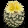 Copiapoa_tenuissima