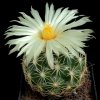 Coryphantha_compacta