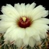 Coryphantha_pallida
