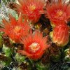 Echinocactus_grussonii