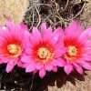 Echinocereus