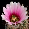 Echinocereus_fendleri