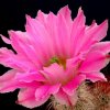 Echinocereus_florestii