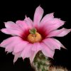 Echinocereus_fobeanus
