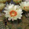Echinocereus_papillosus_v_angusticeps