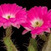 Echinocereus_pentalophus