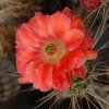 Echinocereus_polyacanthus_x_giibertus