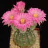 Echinocereus_pulchellus
