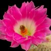 Echinocereus_rigidissimus