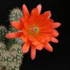Echinocereus_scherii_koehresianus