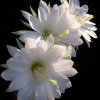 Echinopsis-subdenudata