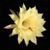 Echinopsis_Hyb