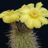 Echinopsis_aurea