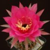 Echinopsis_cordobensis