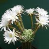 Echinopsis_subdenudata_forma_cristata