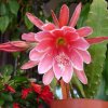 Epiphyllum