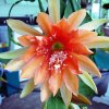 Epiphyllum_1