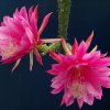 Epiphyllum_6