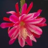 Epiphyllum_7