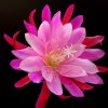 Epiphyllum_cv_Hugo_Socnic_1