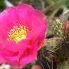 Opuntia_fragilis