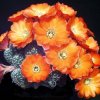 Rebutia_pygmaea