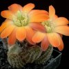 Rebutia_pygmaea_torquata
