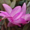 Schlumbergera