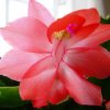 Schlumbergera_3