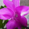 Schlumbergera_5