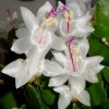 Schlumbergera_6