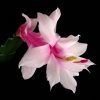 Schlumbergera_7