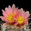 Sclerocactus_nyensis