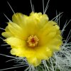 Tephrocactus_weberi