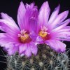 Thelocactus